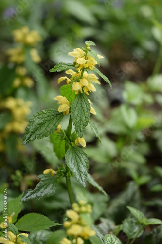 Yellow archangel blooming, Lamium galeobdolon 'Florentinum' flowers.
