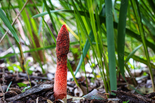 Phallus rubicundus, red stinkhorn fungi found in leaf litter in woodland New South Wales Australia photo