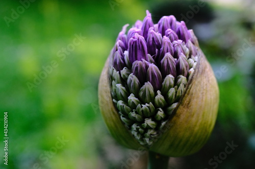 Blüten