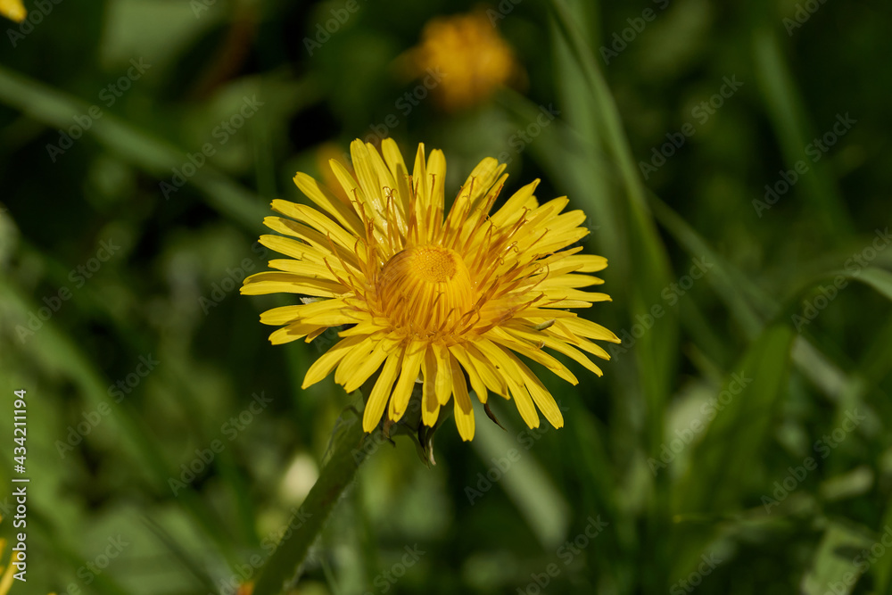 Spring. Dandelions bloom on a lawn in the Snezhet river floodplain. Spring. Dandelions bloom on a lawn in the Snezhet river floodplain.