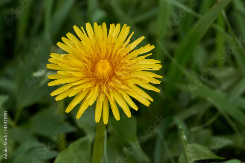 Wallpaper Mural Spring. Dandelions bloom on a lawn in the Snezhet river floodplain. Torontodigital.ca