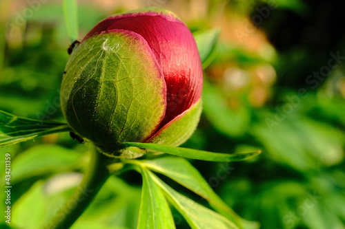 Blüten
