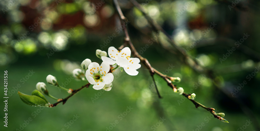 Pure natural ingredients for cosmetics. Springtime is the flowering of nature. Copy space. A beautiful white flower blooms after winter. Pure natural ingredients for cosmetics. Springtime is the flowering of nature. Copy space. A beautiful white flower blooms after winter.