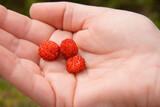 raspberries in hand
