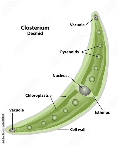 Closterium, cell anatomy of a desmid, labeling the cell structures with nucleus, pyrenoid, cell wall, isthmus, vacuole, and chloroplasts. 