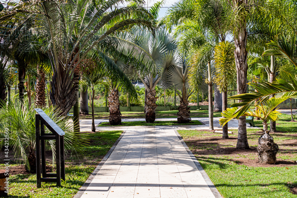 trees in the park