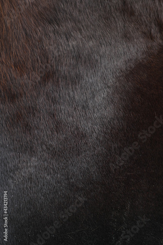 Horse fur texture closeup vertical. Brown pile textured. Horse hair pattern for design.