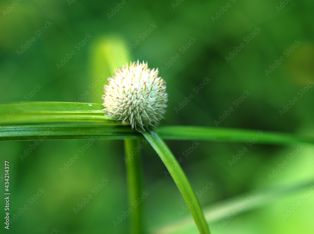 Macro grass green Kyllinga brevifolia in garden ,medicinal plants with soft selective focus and blurred background ,copy space ,nature wild plants Macro grass green Kyllinga brevifolia in garden ,medicinal plants with soft selective focus and blurred background ,copy space ,nature wild plants