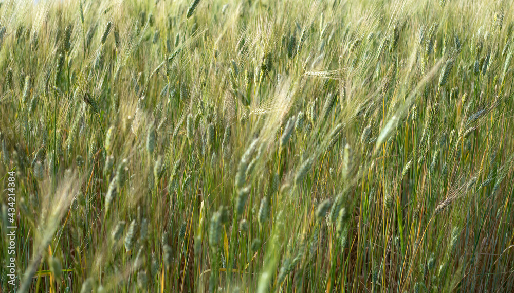 view from ground wheat harvest field view from ground wheat harvest field