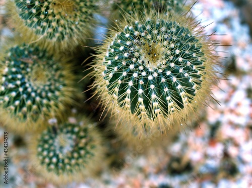 Closeup cactus plants  Echinocactus grusonii -golden barrel desert plant with blurred background  macro image and soft selective focus  tropical plants  copy space