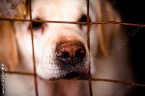 Close-up of a dog's nose. Labrador at the shelter. The dog is behind bars.