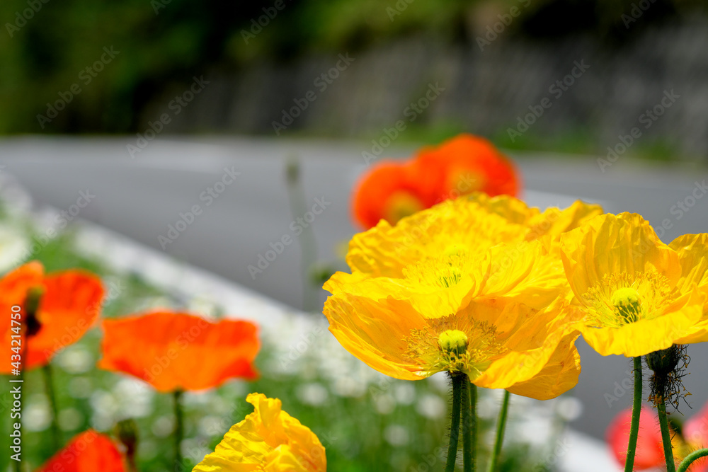 Obraz premium 道路を見つめるポピーの花