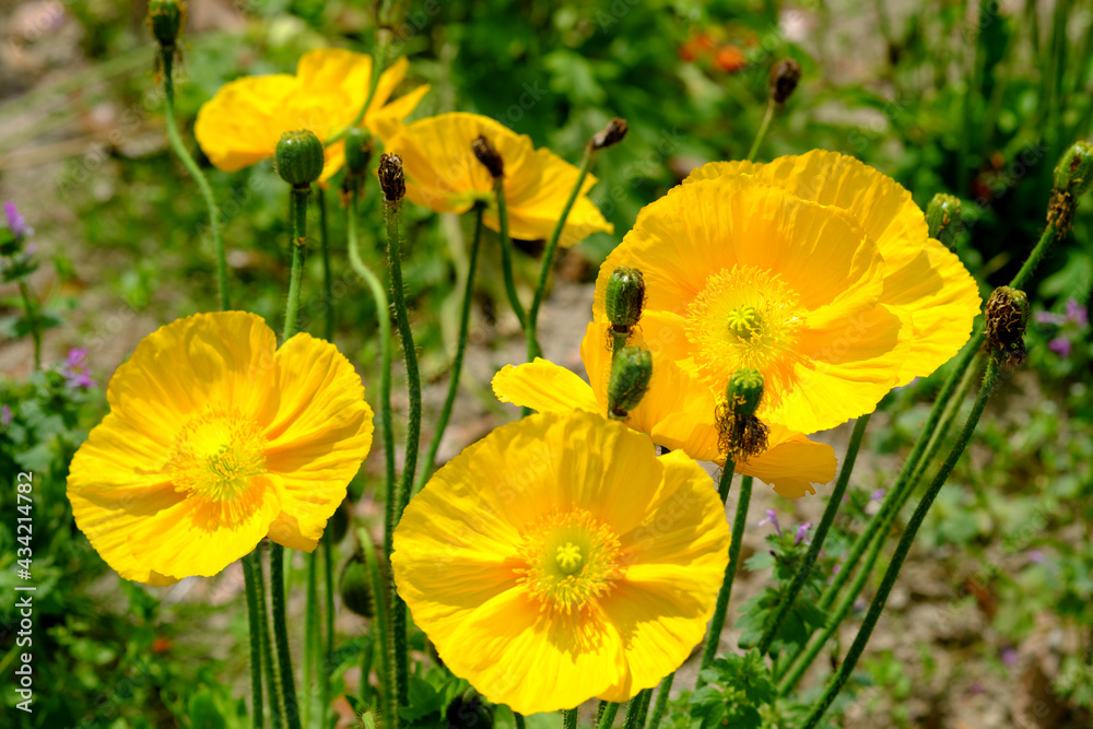 Obraz premium 黄色いポピーの可愛い花