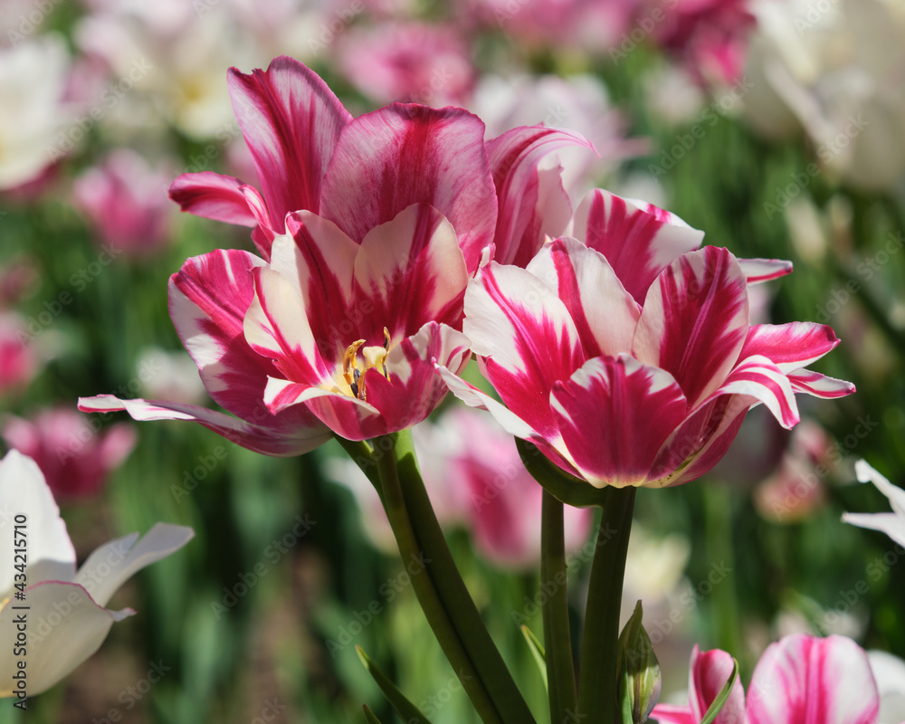 Display on multiple stem tulips bulbed, white and scarlet in bloom in garden