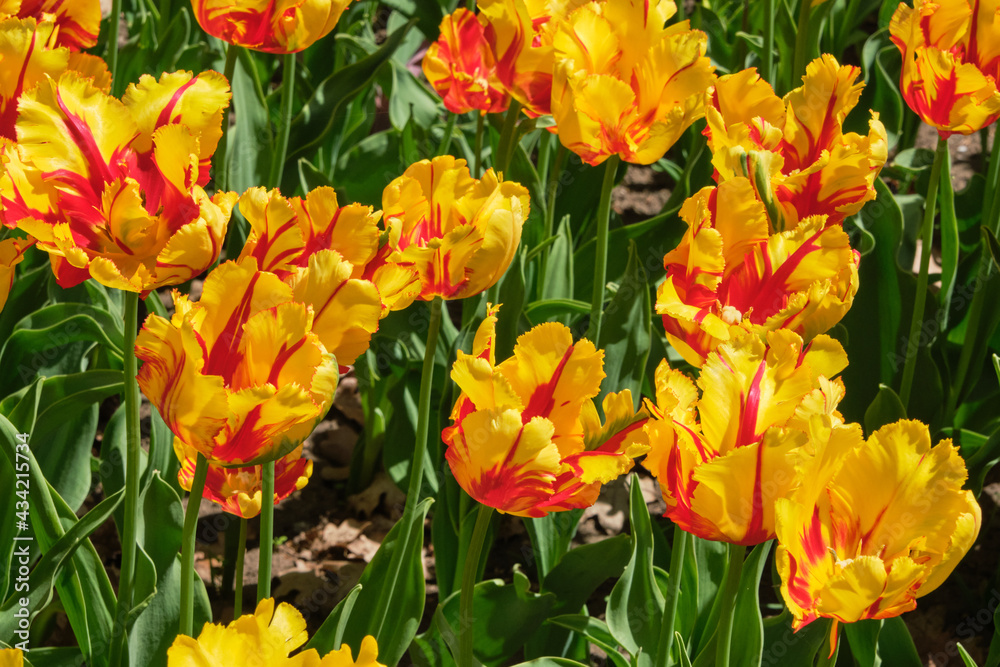 Garden of vibrant frilly yellow and red striped tulips in bloom Garden of vibrant frilly yellow and red striped tulips in bloom
