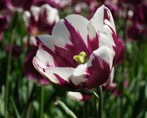 Single large bloomin sun  of a wide open large cup like purple and white tulip flower photo