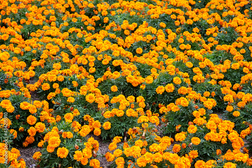 Orange marigold flowers mass planted in a flowerbed at Kings Park