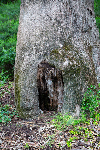 Marri tree (corymbia calophylla) base with foliage in Kings Park, Perth, Western Australia photo