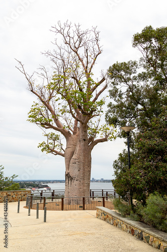 The Giant Boab 'Gija Jumulu' in King's Park. The iconic tree, estimated to be 750 years old, weighs 36 tonnes and stretches 14 metres high and eight metres wide (branch span) photo