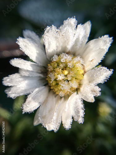 Frozen little daisy in close-up, macrophotography. Close-up of nature in the garden