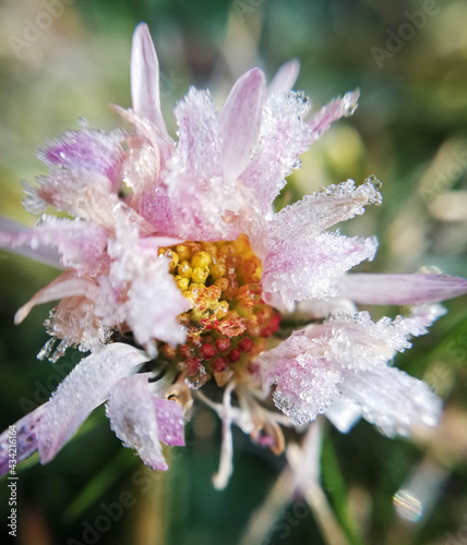 Frozen little daisy in close-up, macrophotography. Close-up of nature in the garden