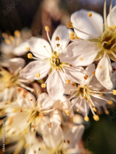 group of wild plum flowers in close-up, macrophotography. Close-up of nature in the garden