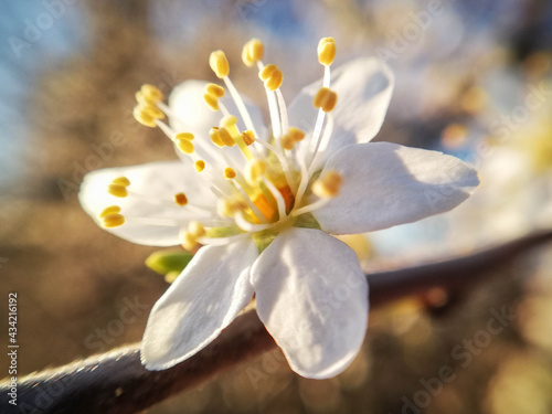 Wild plum flower enjoying the sun in close-up, macrophotography. Close-up of nature in the garden