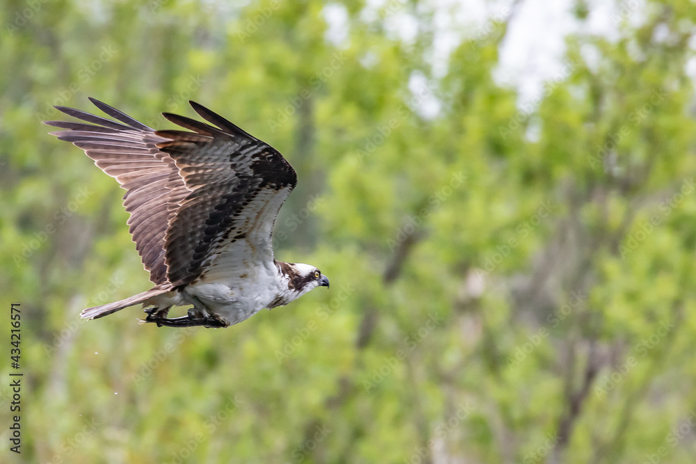 Fototapeta premium Osprey Carries Off Small Bass After Succesful Plunge