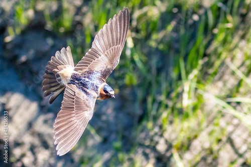 Cliff Swallow Bird in Graceful Flight