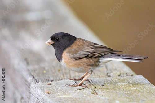 Dark-Eyed Junco Pauses on Railing With Food for Nestlings