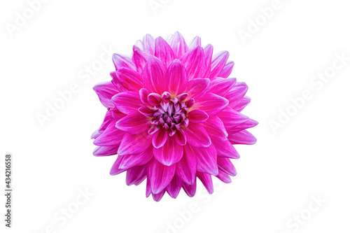 Pink Dahlia Flower Isolated on white background. Beautiful ornamental blooming garden plant with clipping path.