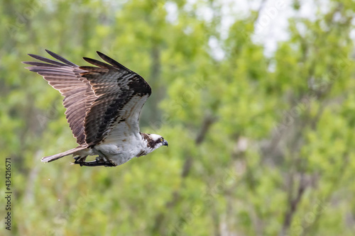 Osprey Carries Off Small Bass After Succesful Plunge