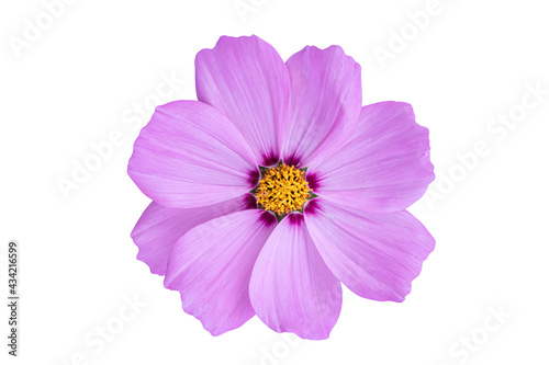 Pink Cosmos flower isolated on white background. Blooming plant with clipping path.