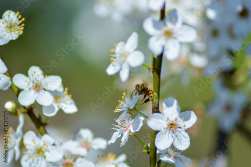 Bee feeding on cherry blossoms