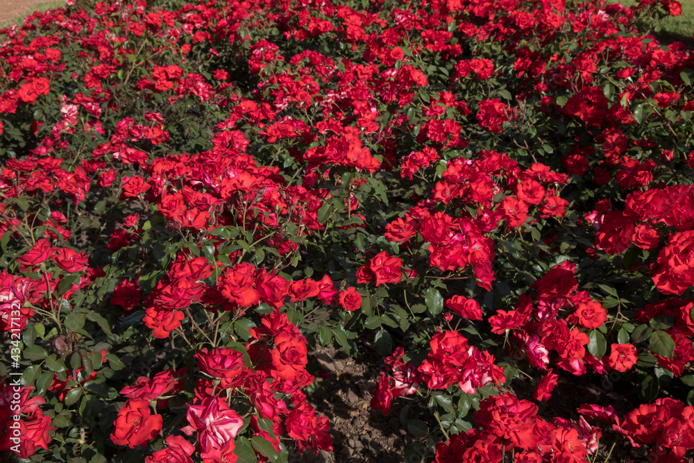 Landscaping and garden design. Blossoming roses flower bed in the park. View of Rosa La Sevillana flowers of red petals spring blooming in the garden.