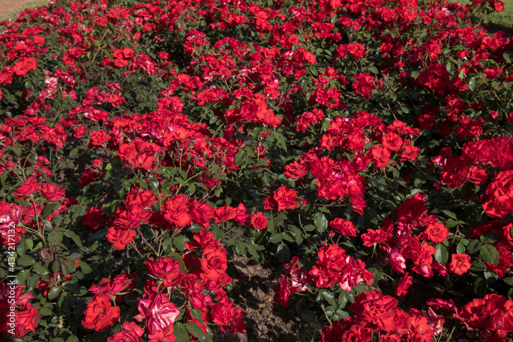 Landscaping and garden design. Blossoming roses flower bed in the park. View of Rosa La Sevillana flowers of red petals spring blooming in the garden. Landscaping and garden design. Blossoming roses flower bed in the park. View of Rosa La Sevillana flowers of red petals spring blooming in the garden.