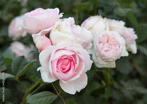 Flower cluster of white roses blooming in the garden. Closeup view of Rosa Abraham Darby flowers of white and light pink petals  blossoming in the park.