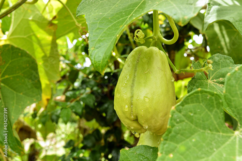 Closer ripe chayote still grows in the tree after rain. photo