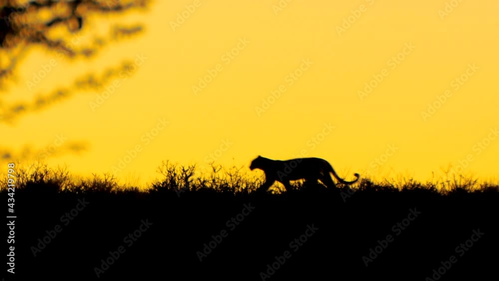 Panning shot of a leopard's silhouette running along the ridge during sunset with golden sky in the background, Kalahari desert. Panning shot of a leopard's silhouette running along the ridge during sunset with golden sky in the background, Kalahari desert.