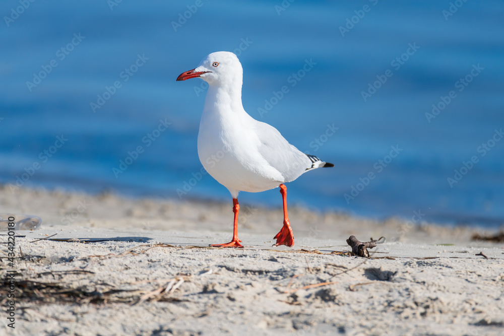 Seagull on the beach by the water Seagull on the beach by the water