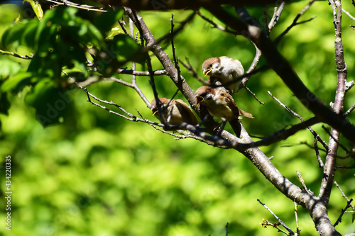 固まって鳴くスズメの幼鳥たち