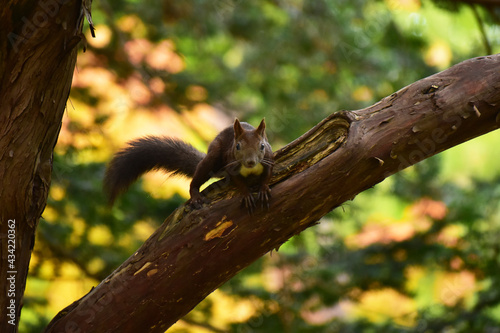 紅葉の公園のエゾリス