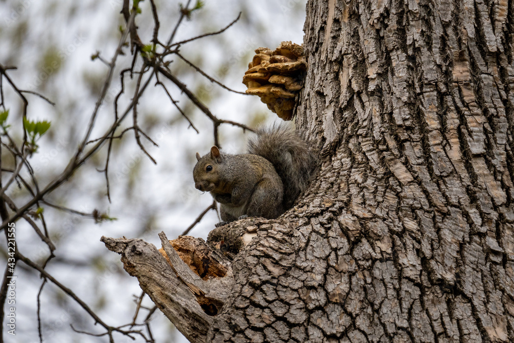 Obraz premium cold squirrel sitting on a broken branch in a tree