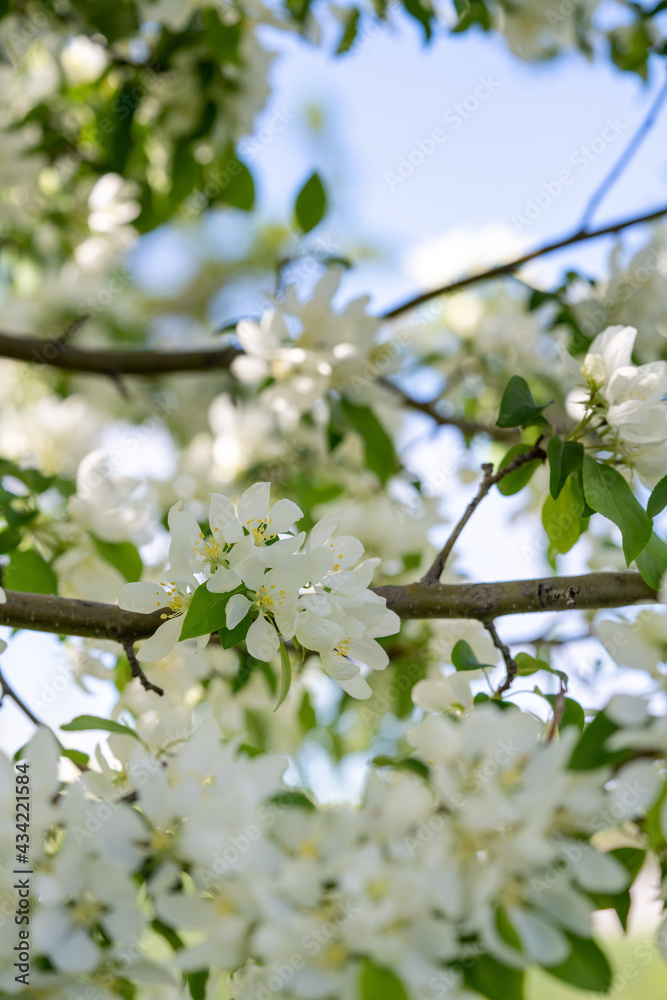 crabapple blossoms in the early spring