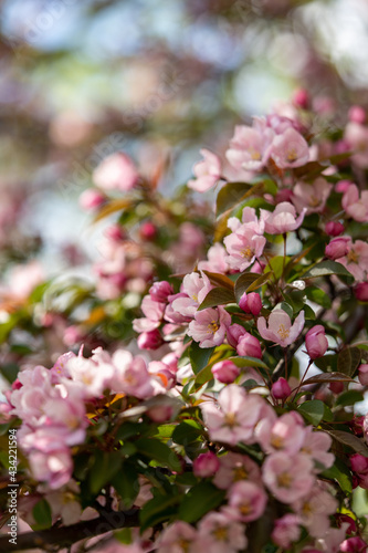 pink crabapple tree blossoms in a park