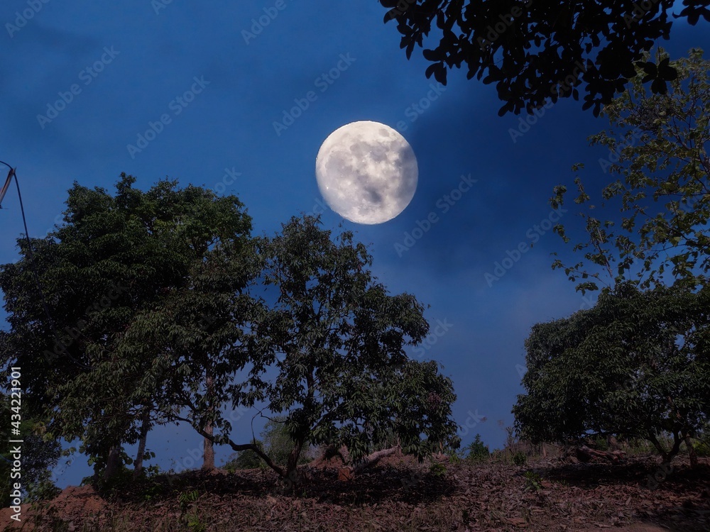 full moon over the forest