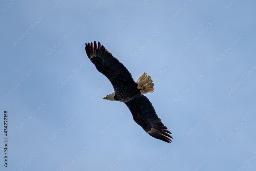 Obraz premium american bald eagle in flight from below