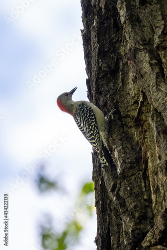 red bellied woodpecker on a tree