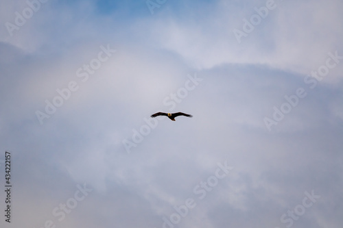 american bald eagle flying towards the camera with clouds behind © Justin Mueller