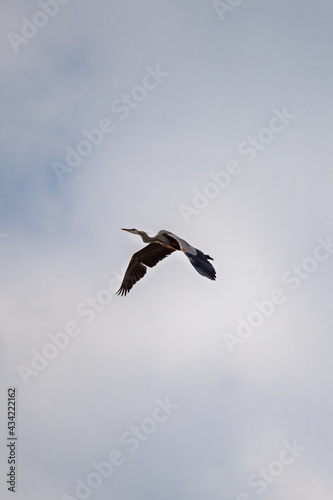 great blue heron flying on a cloudy day